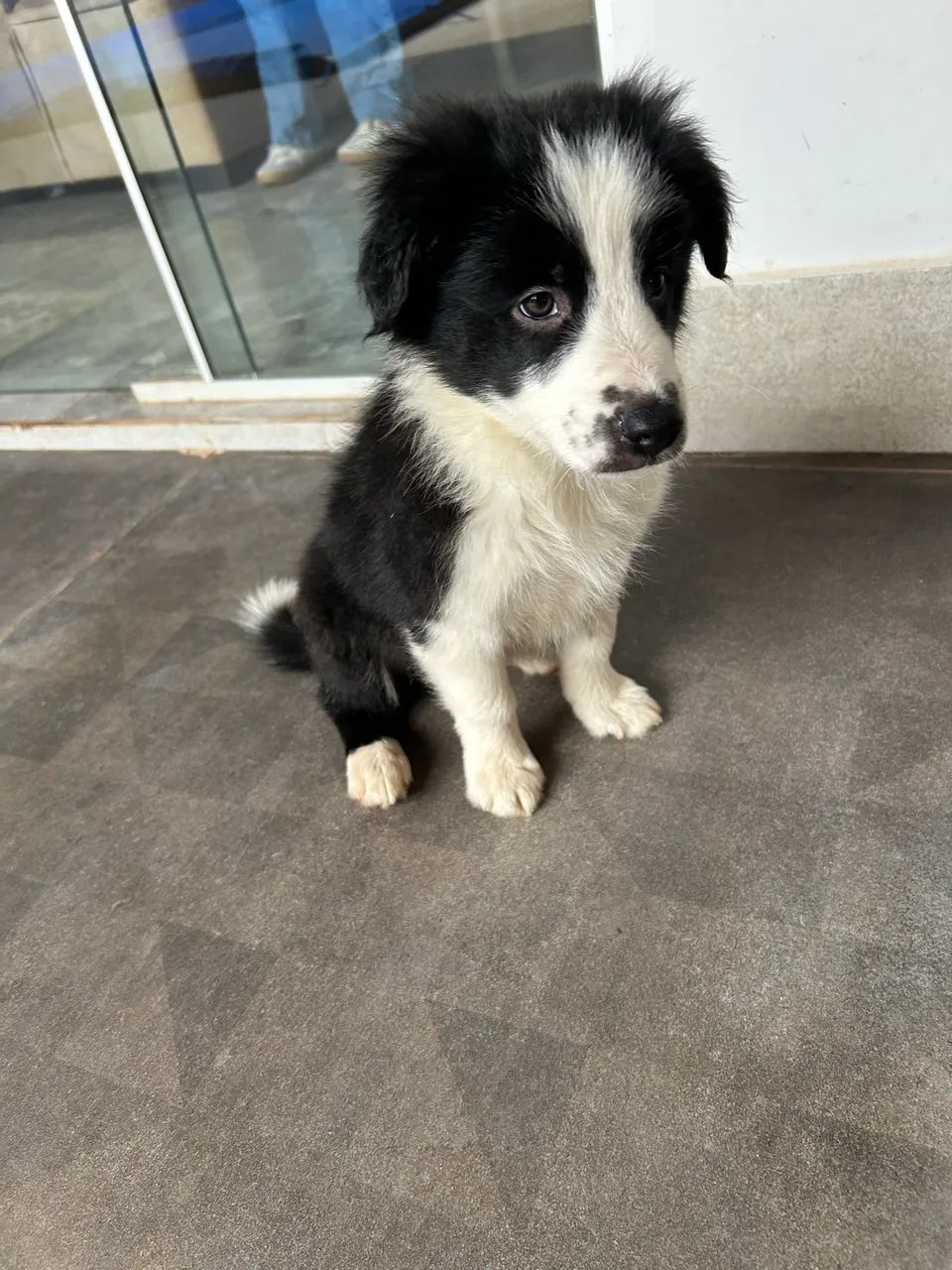 Cachorro  - Foto 2