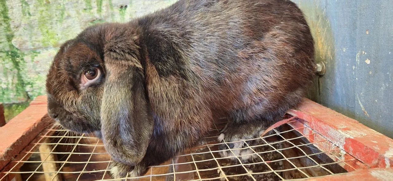 Lindo coelho Mini lop adulto reprodutor. - Foto 4