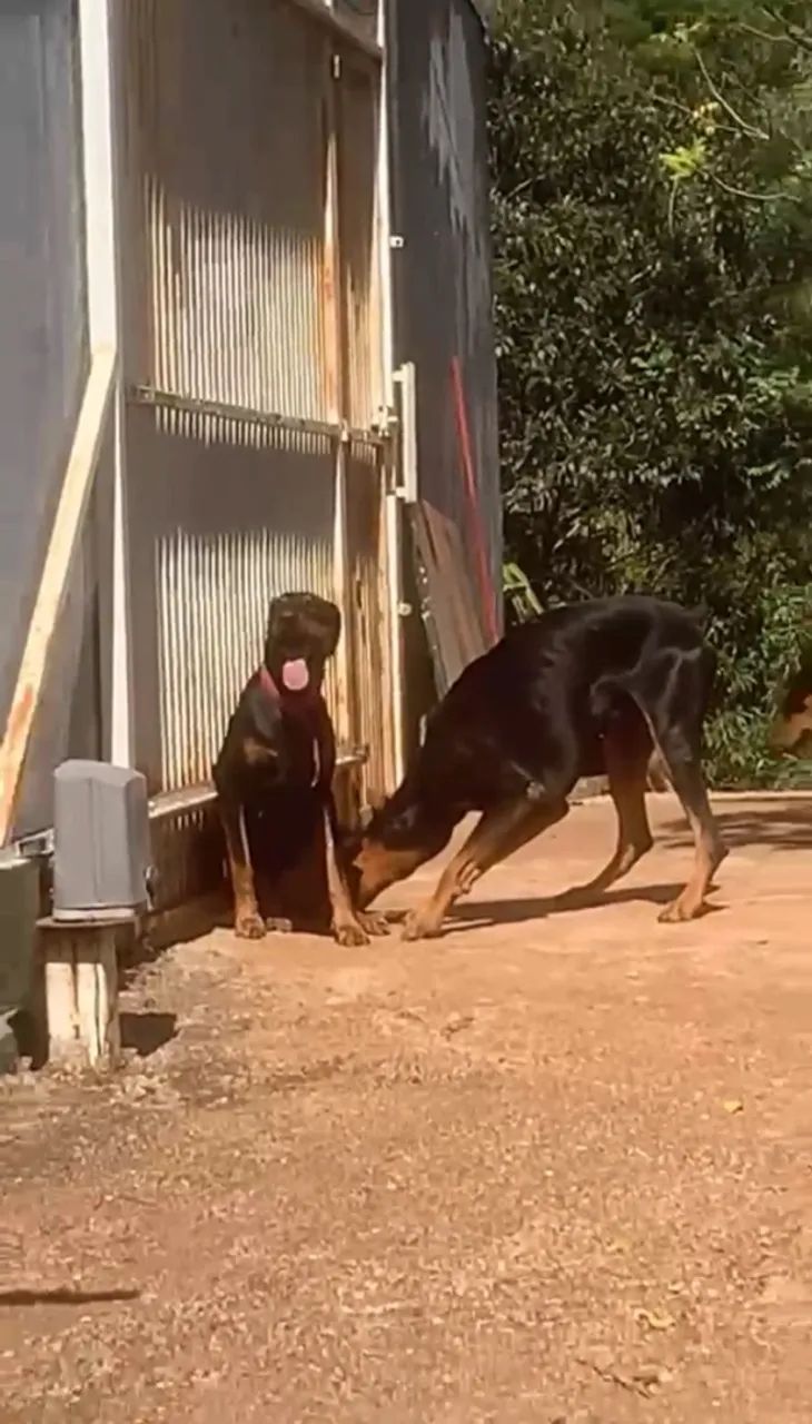 doberman filhotes - Foto 5