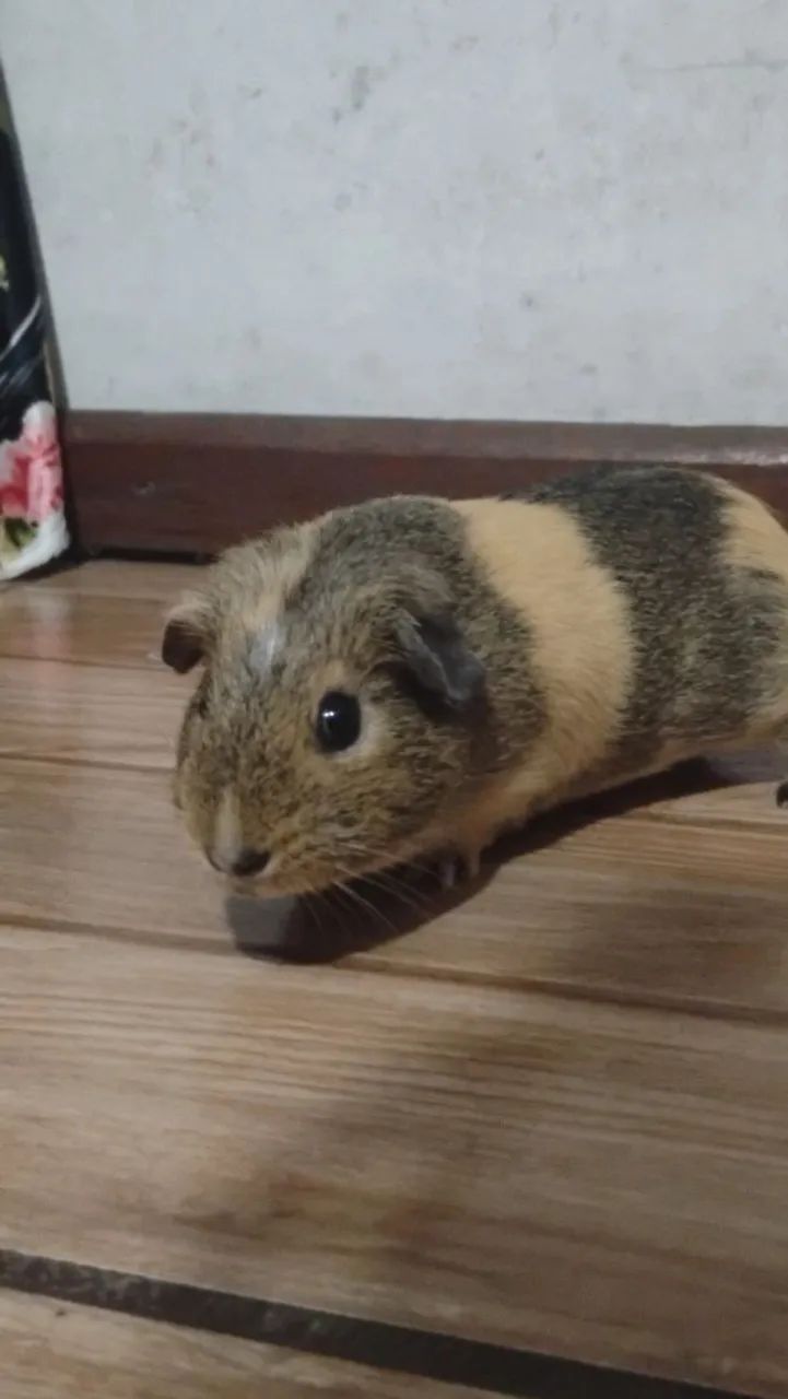 Pet - Foto 3