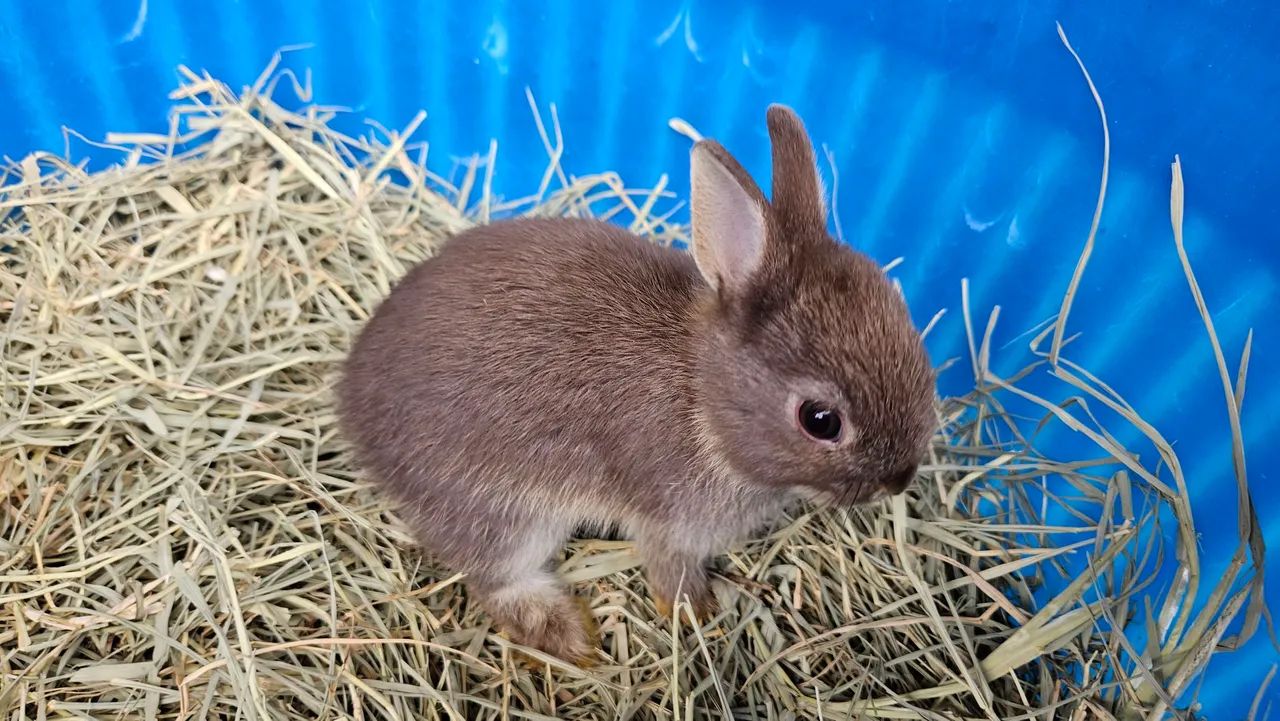 Galinhas65171893255298120