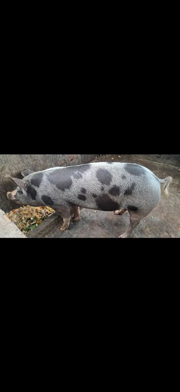 Vendo porca