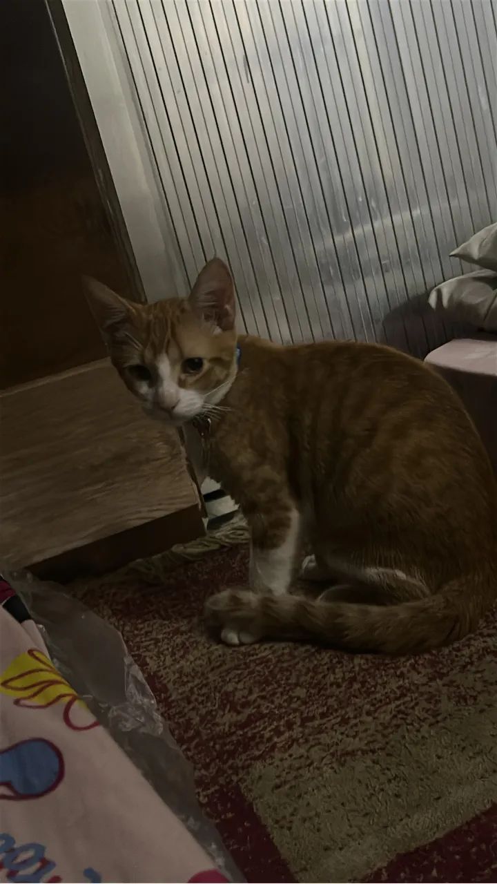 DOANDO GATO  - Foto 4