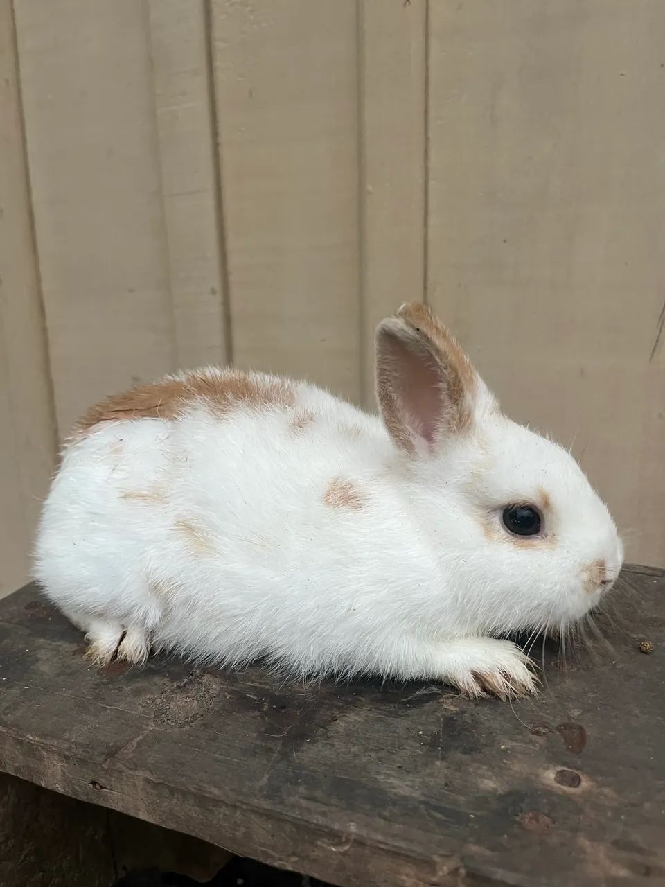 Mini Netherland - Bicolores 64962189234818120