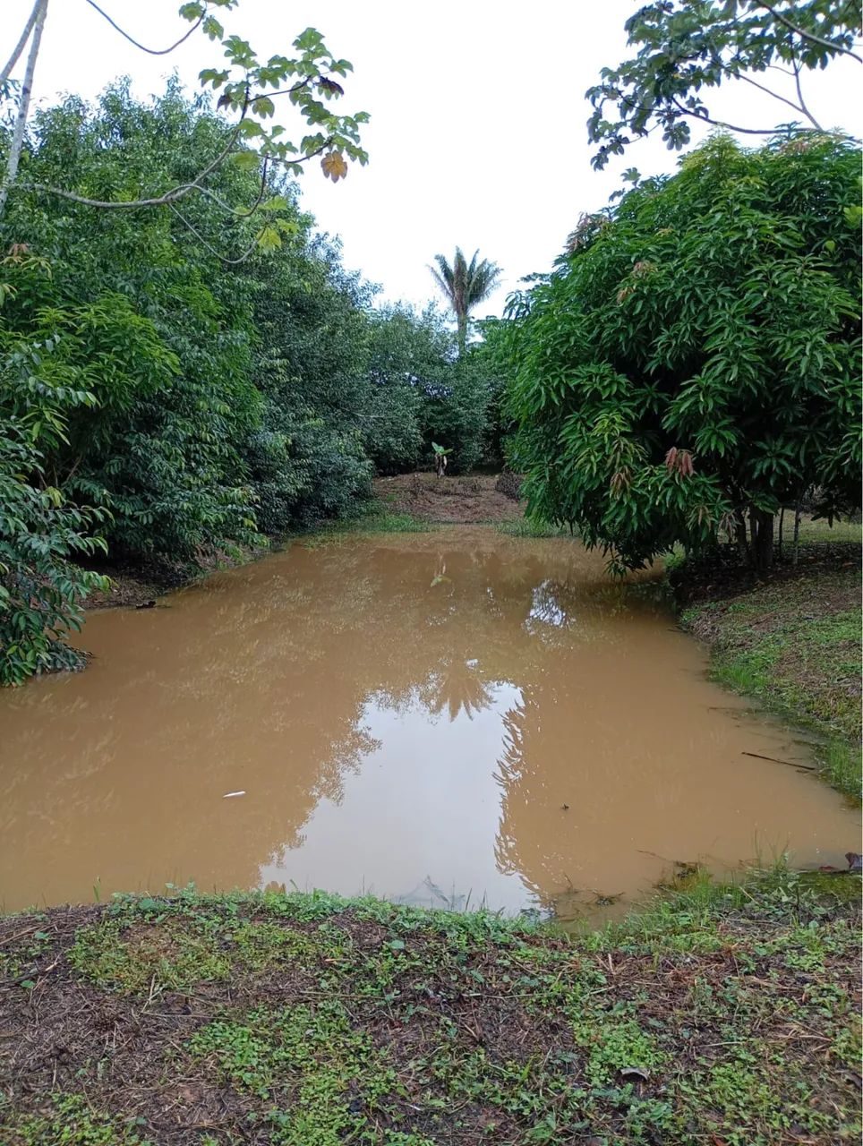 Chácara a venda ramal novo horizonte  - Foto 4