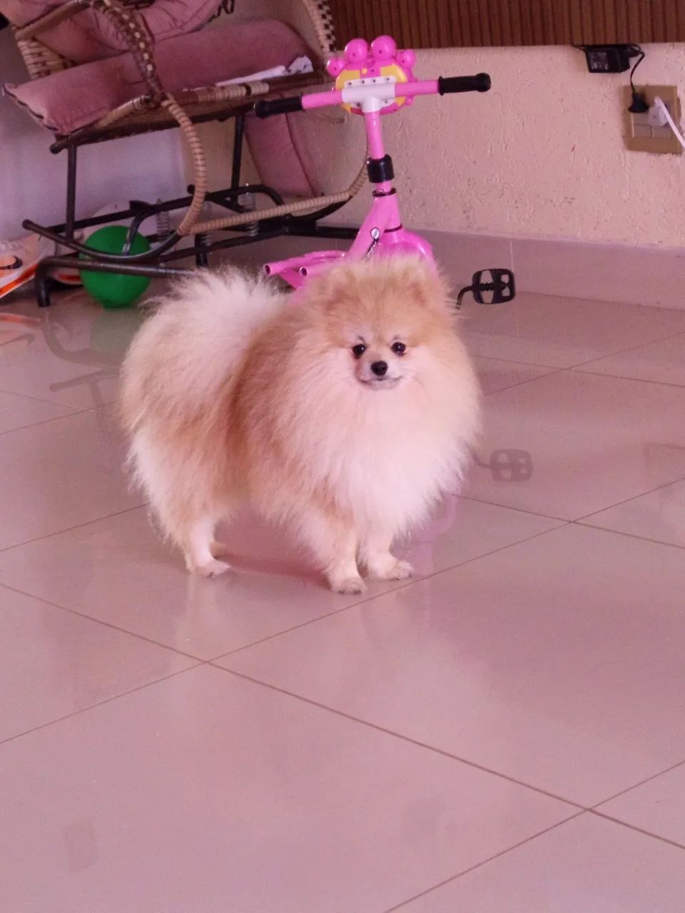 Spitz alemão  - Foto 2