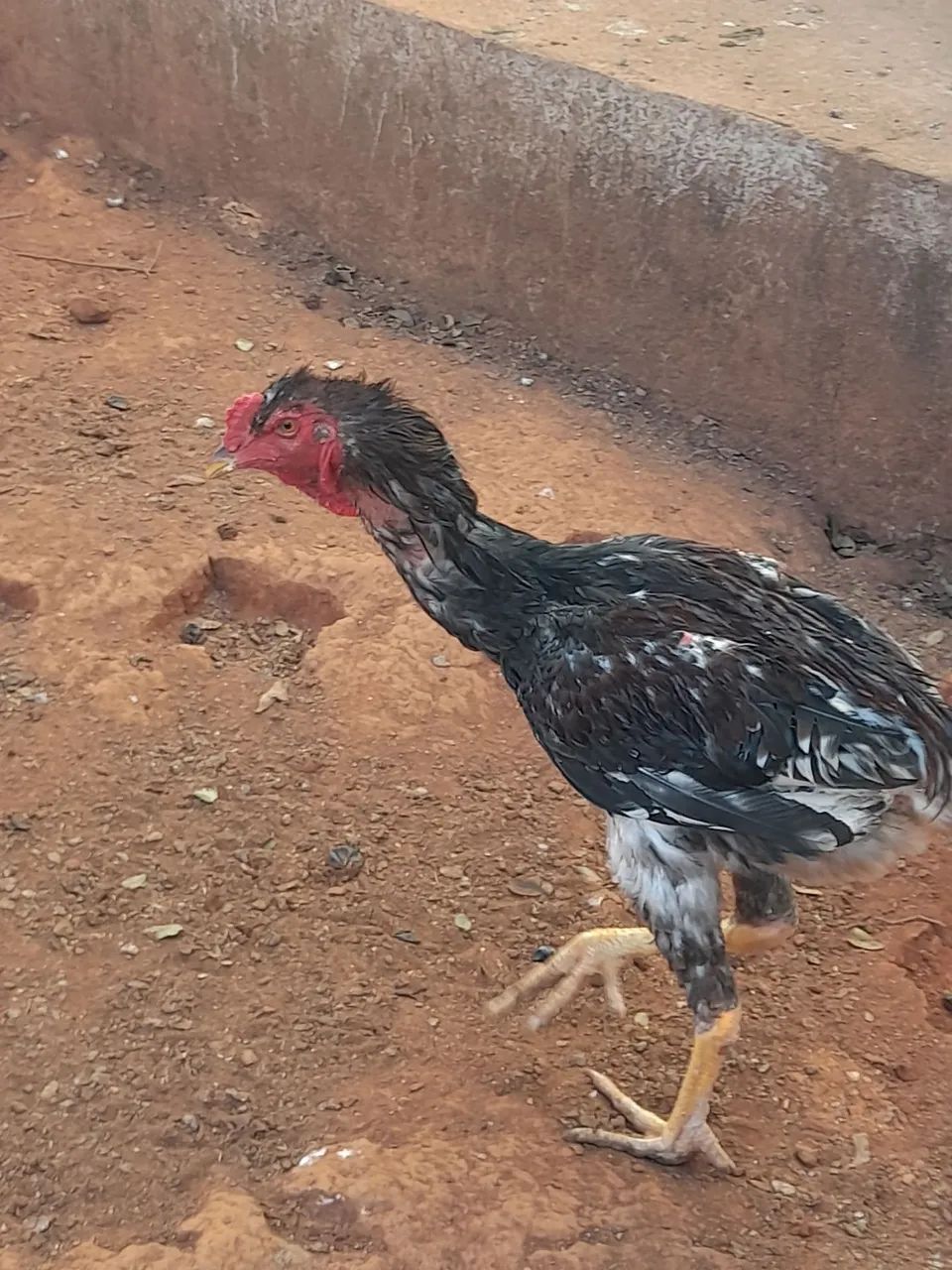 Galinha - Foto 3