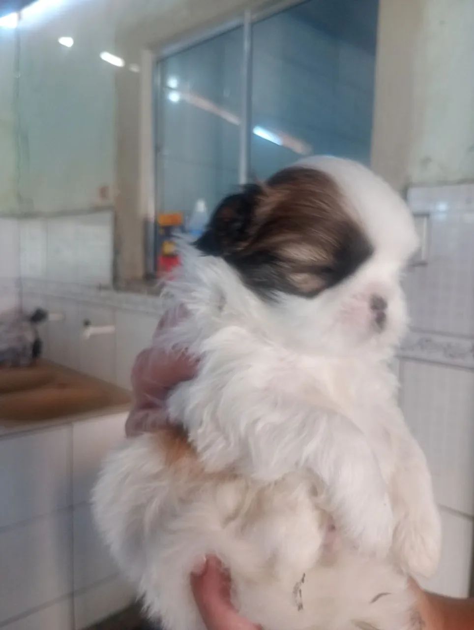 Animais 
