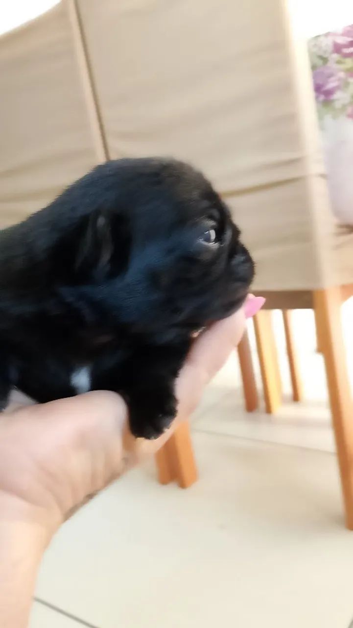 Pug macho preto - Foto 3