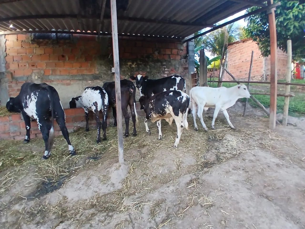 Vaca,boy,bezerro e bezerras  - Foto 3