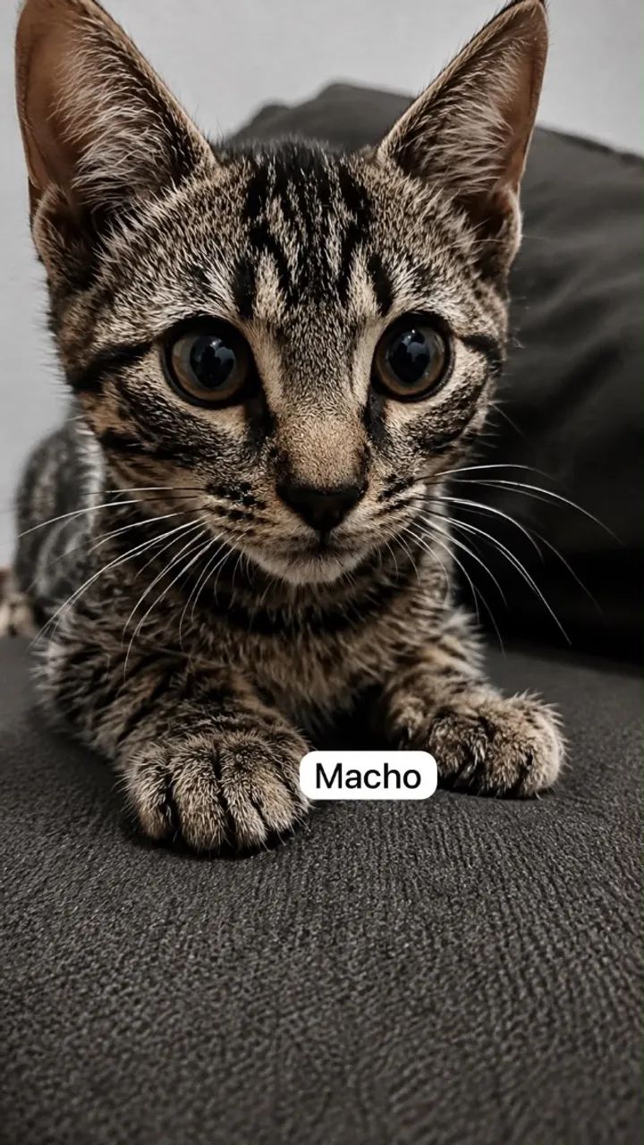 Gatinhos filhotes  - Foto 4