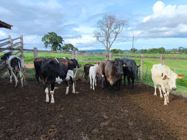 Foto - Goiânia - Parque Anhanguera