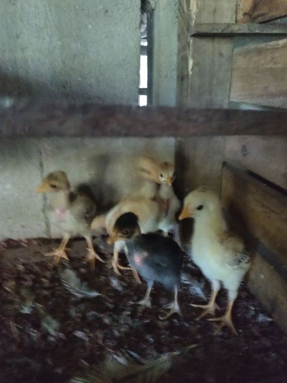Pintinho caipira  - Foto 2