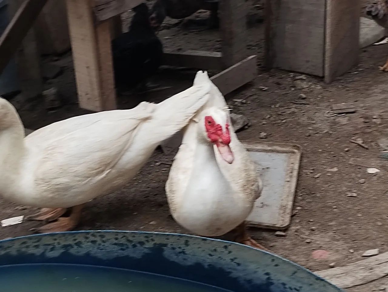 Frango e patos - Foto 5