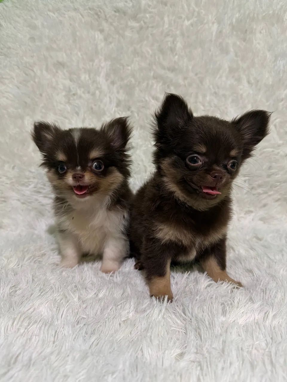Chihuahuas - Foto 4