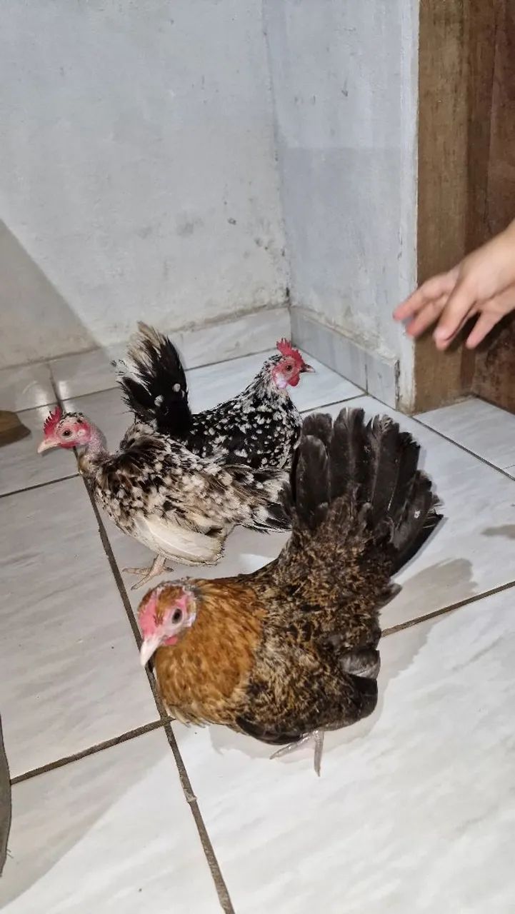 Vende se garnize - Foto 2