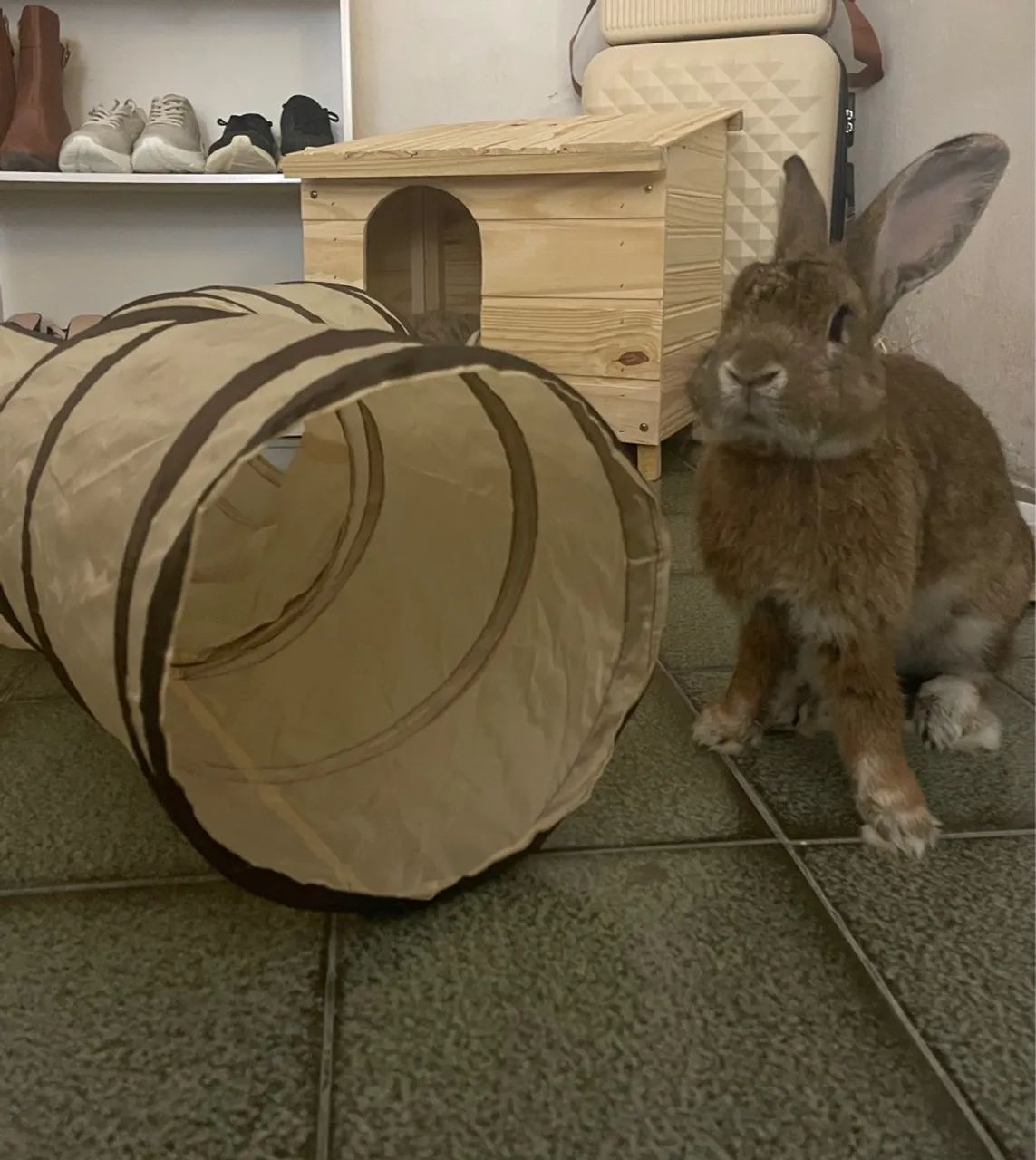 Coelho para adoção macho - Foto 2