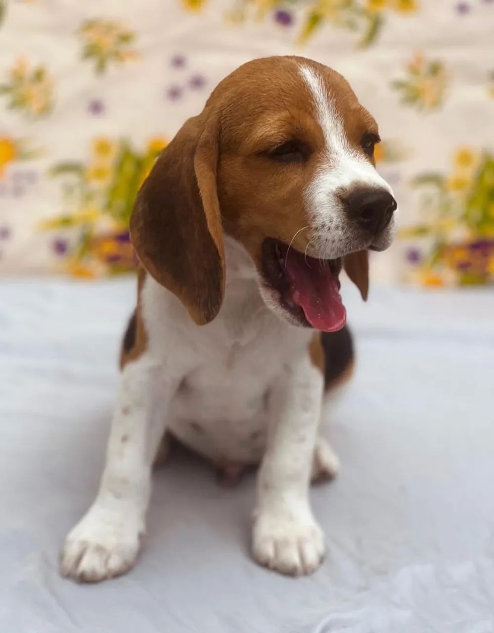 Filhote de beagle - Foto 3