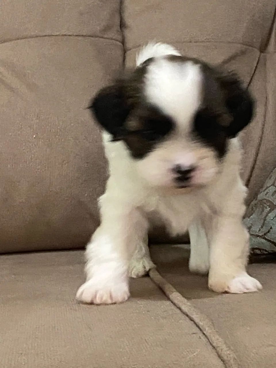 Macho shihtzu  - Foto 2