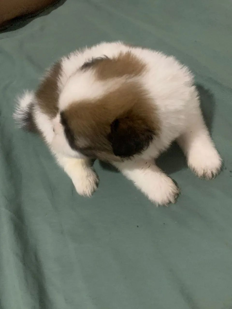 Shitzu  - Foto 3
