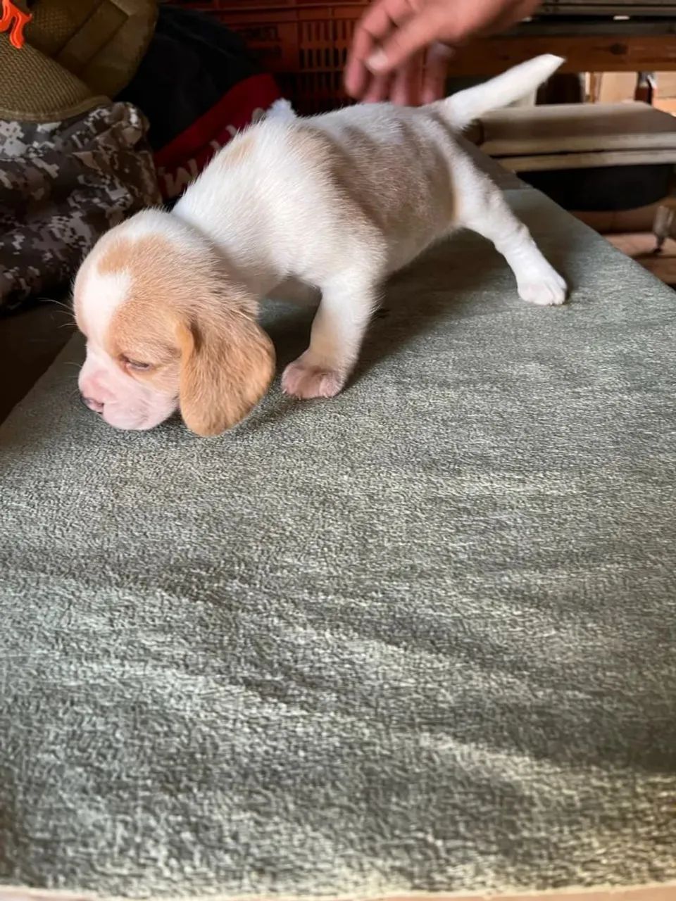 Beagle Um craque esperando uma nova torcida