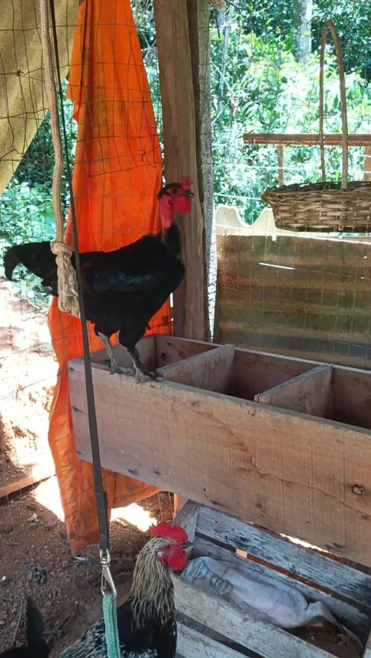 Vendo tudo/ 2 Galos 18 galinha  - Foto 6