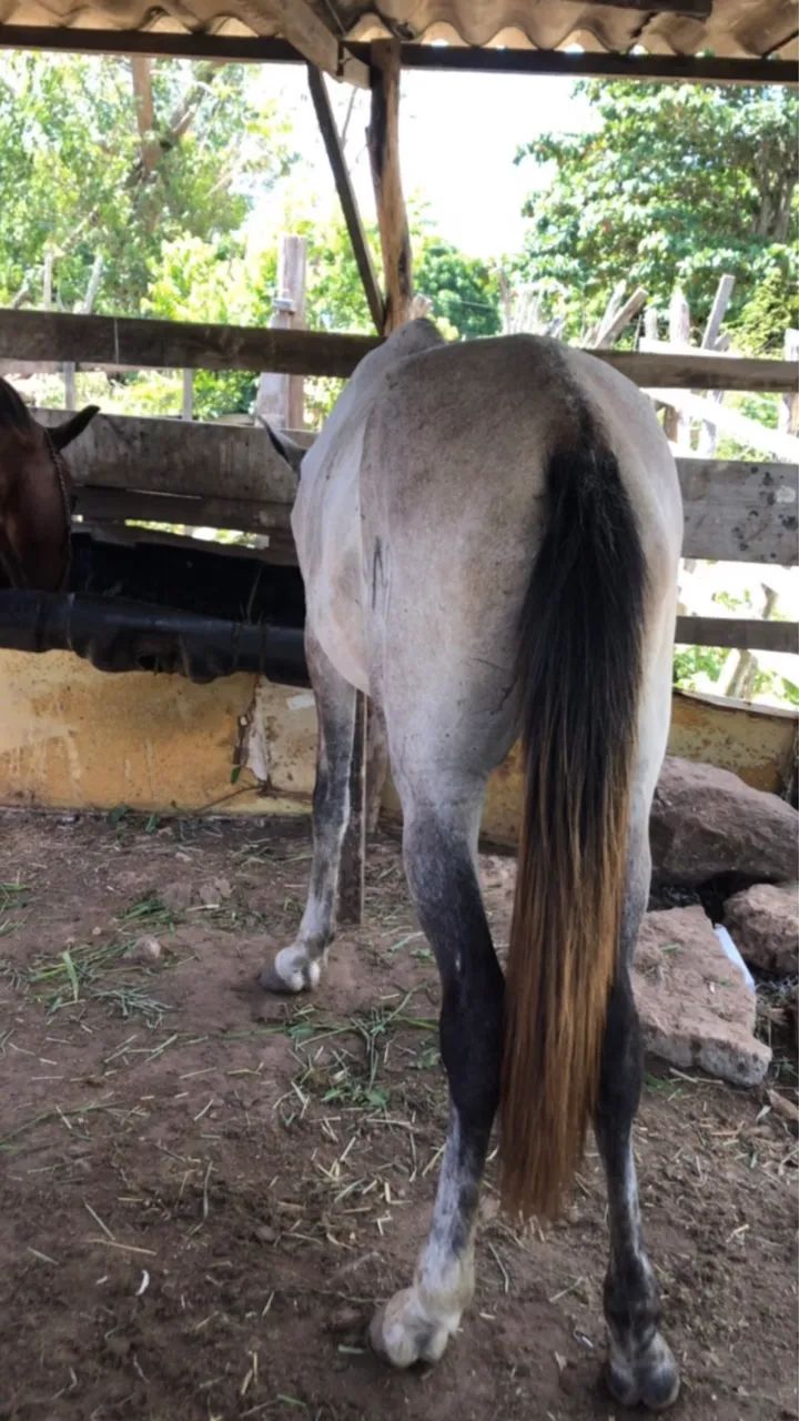 Cavalo de raça 