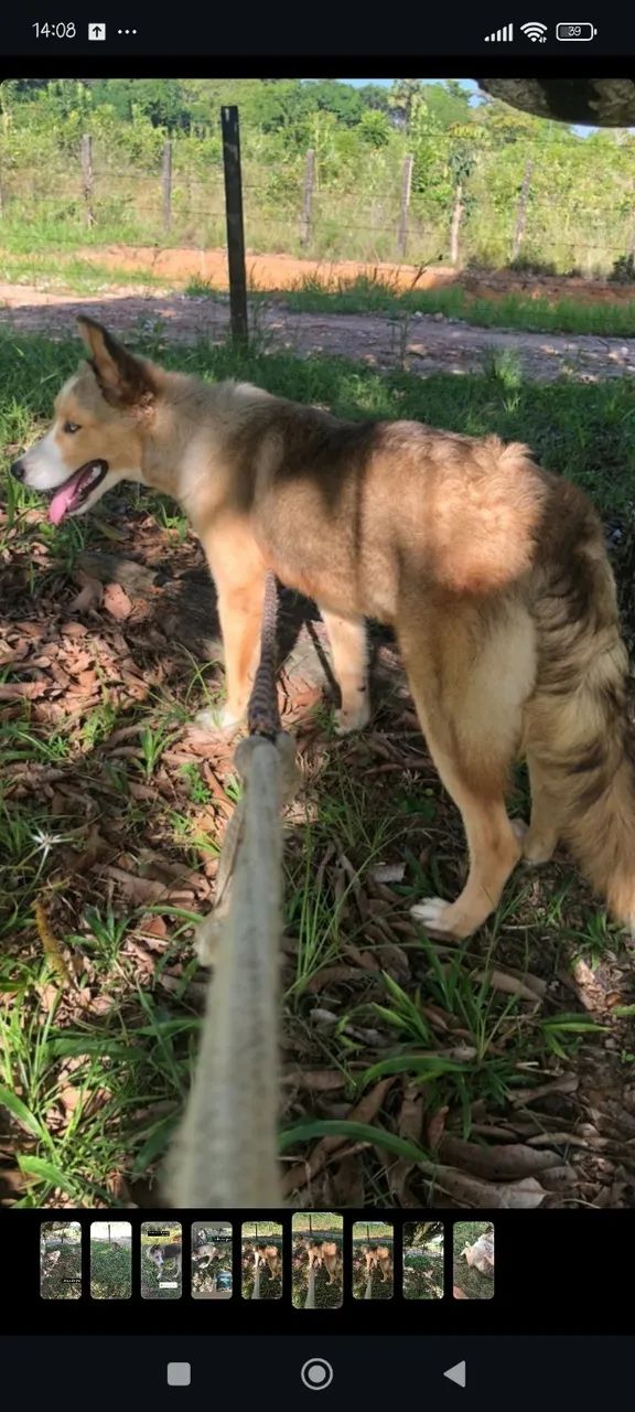 Husky siberiano - Foto 4