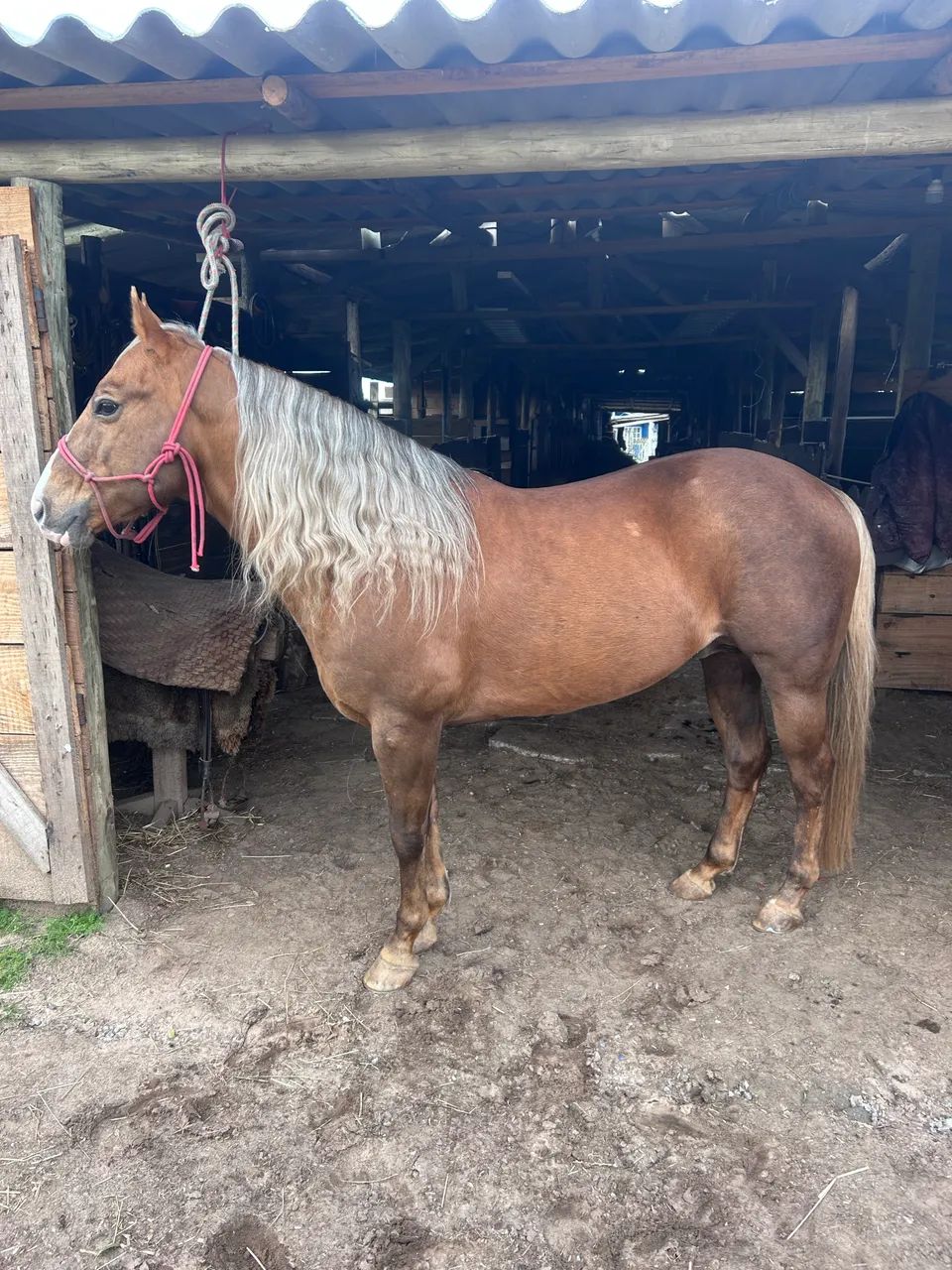 Cavalo Quarto de Milha - Foto 2