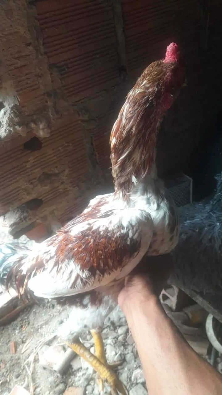 Galo de raça 
