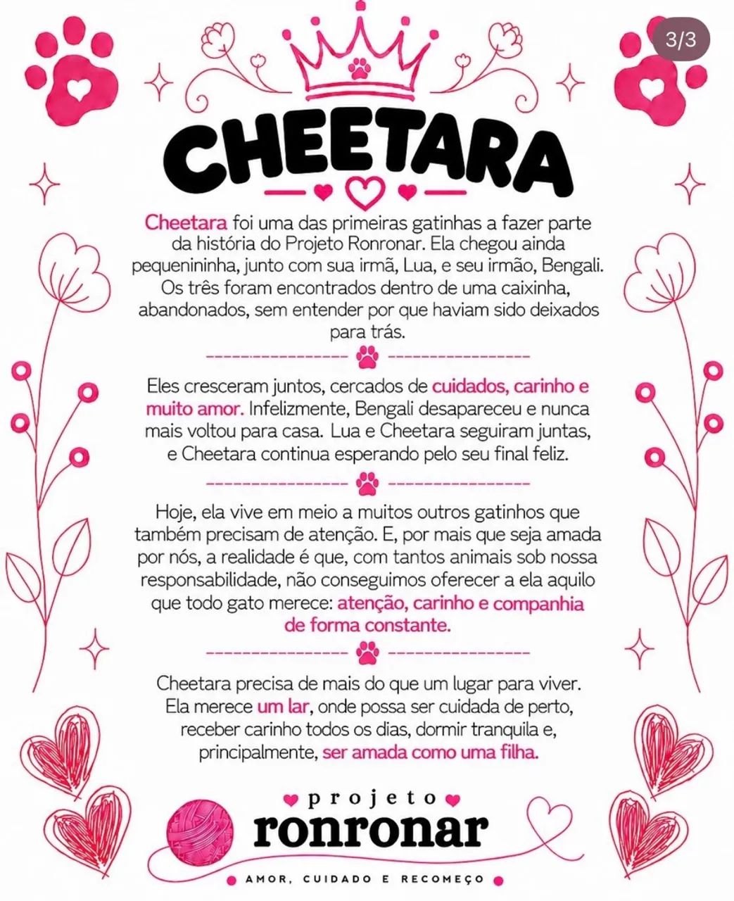 Gata para doação  - Foto 3
