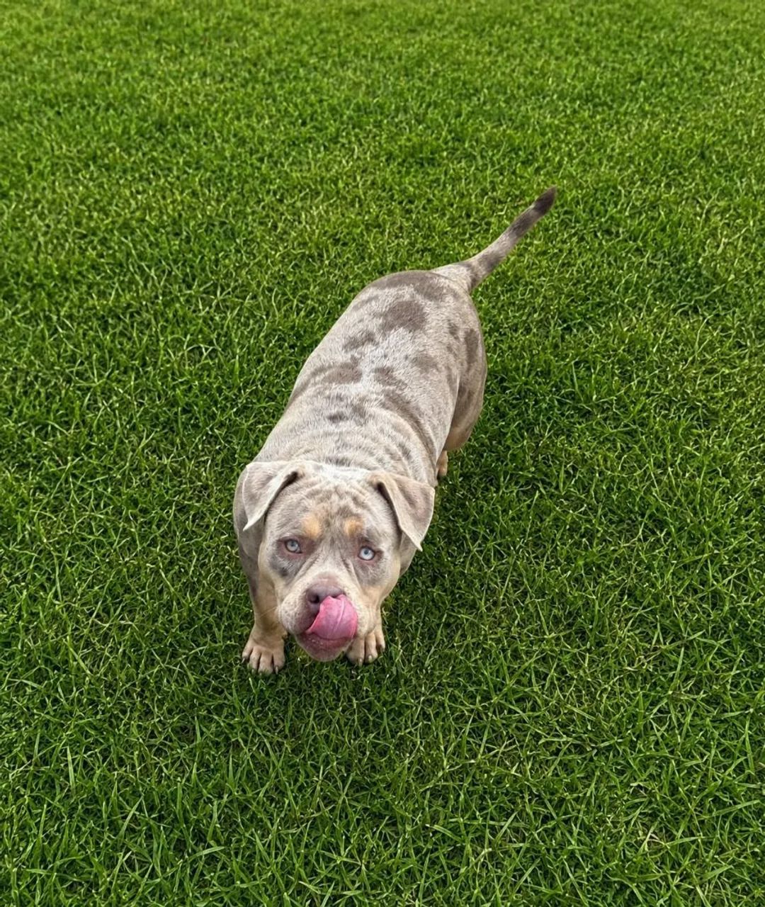 Cão American Bully  - Foto 5