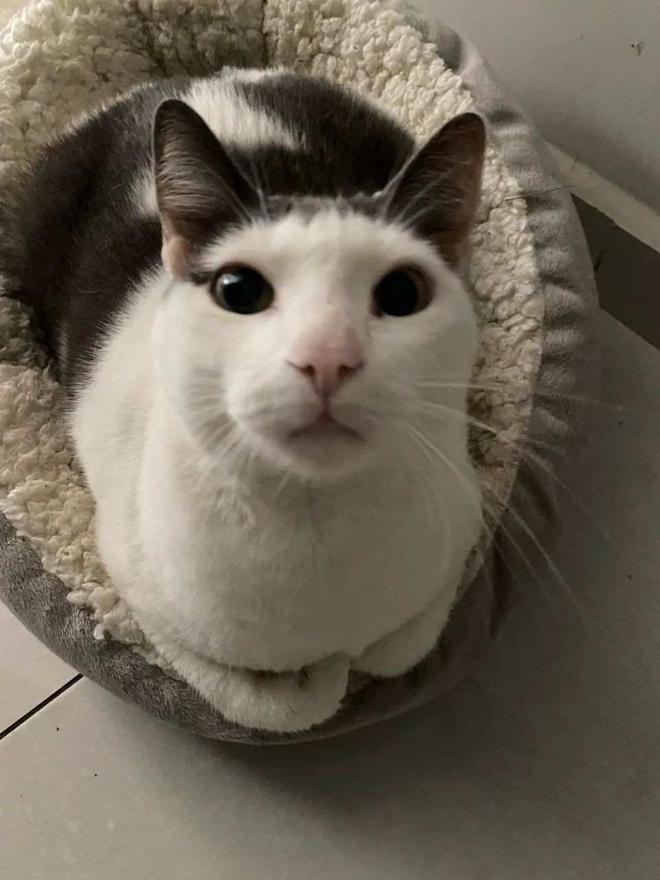 Gatinhos - Foto 4