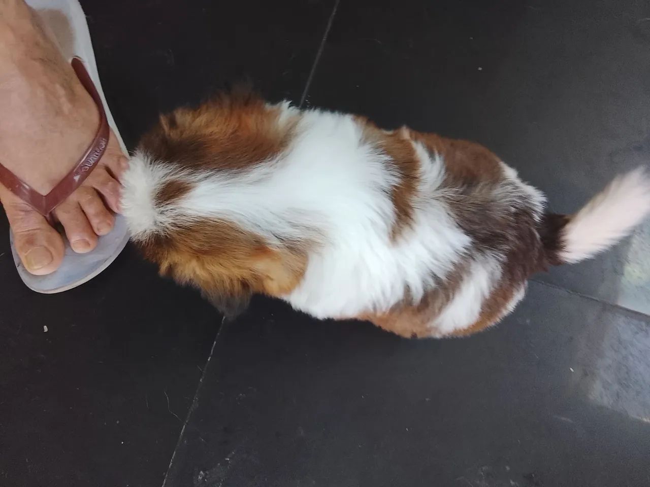 Filhotes de Shitzu  - Foto 3