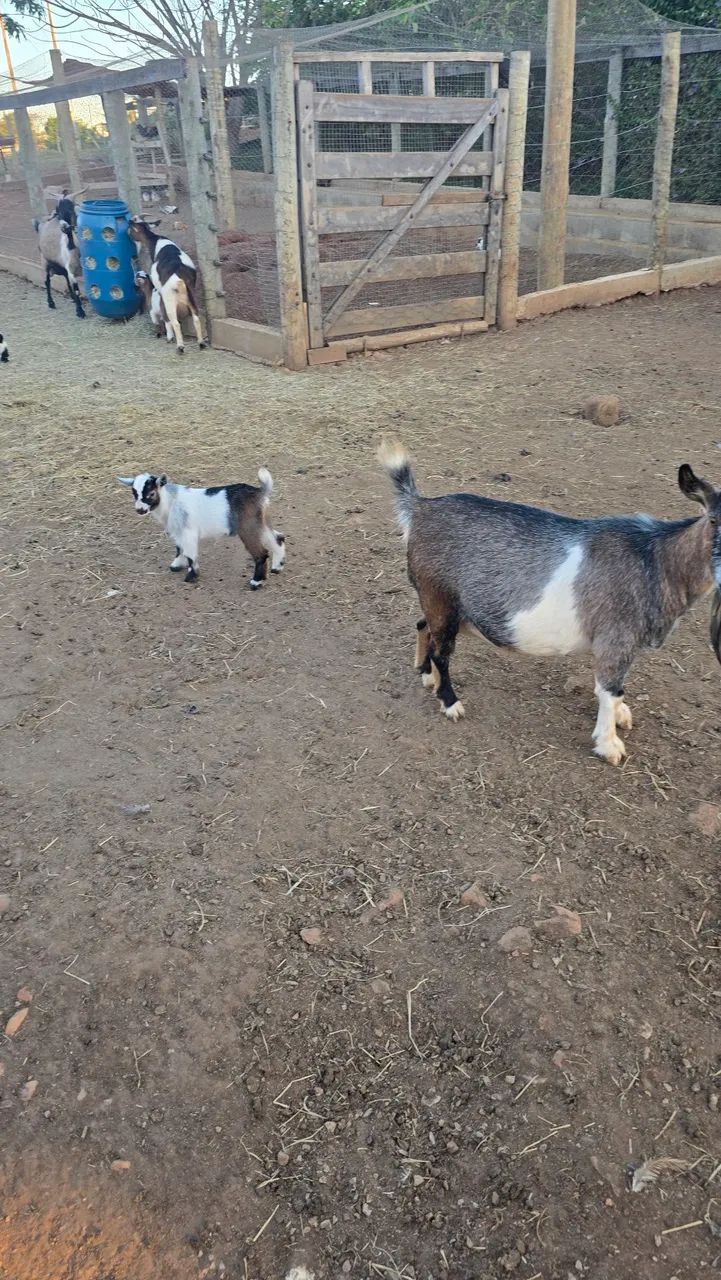 Mini bode / mini cabra - Foto 2