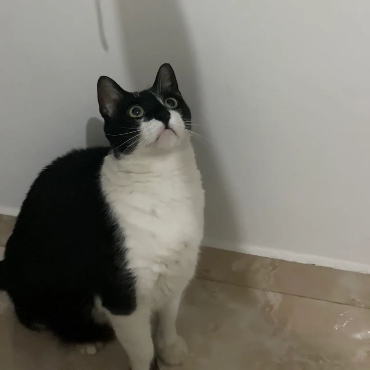Doação de gatinho  - Foto 2