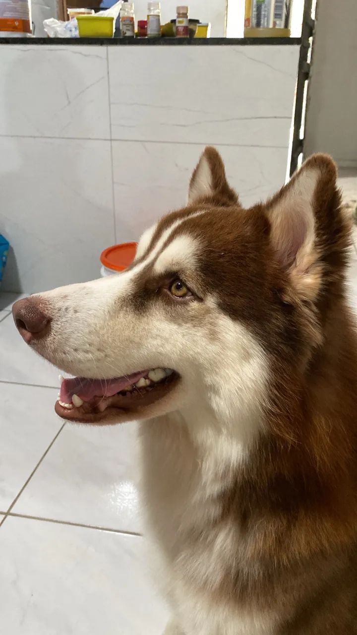 Husky para cruzar  - Foto 5