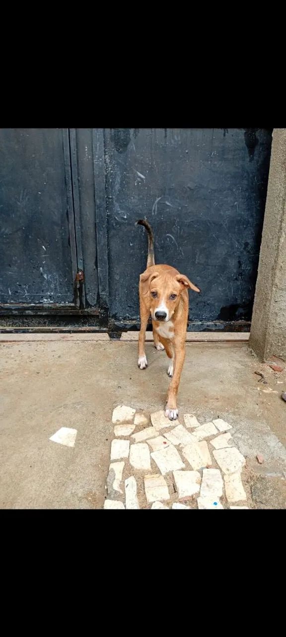 Cachorros para adoção - Foto 5