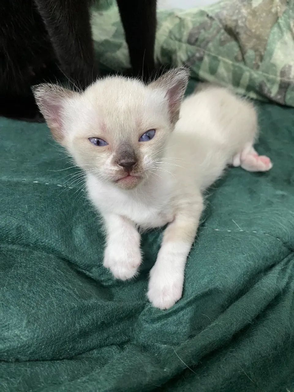 Gatos