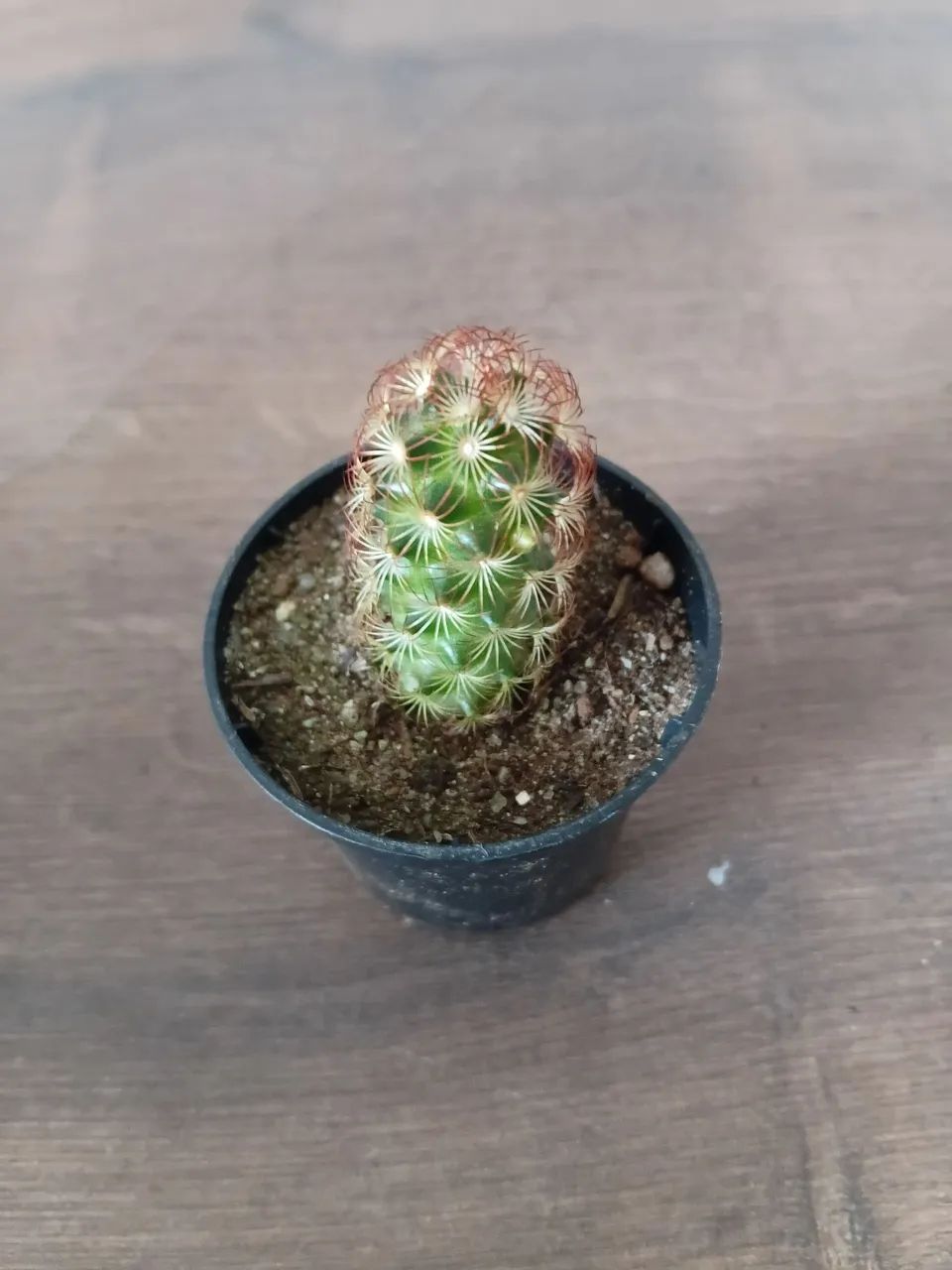 Suculentas - Foto 5
