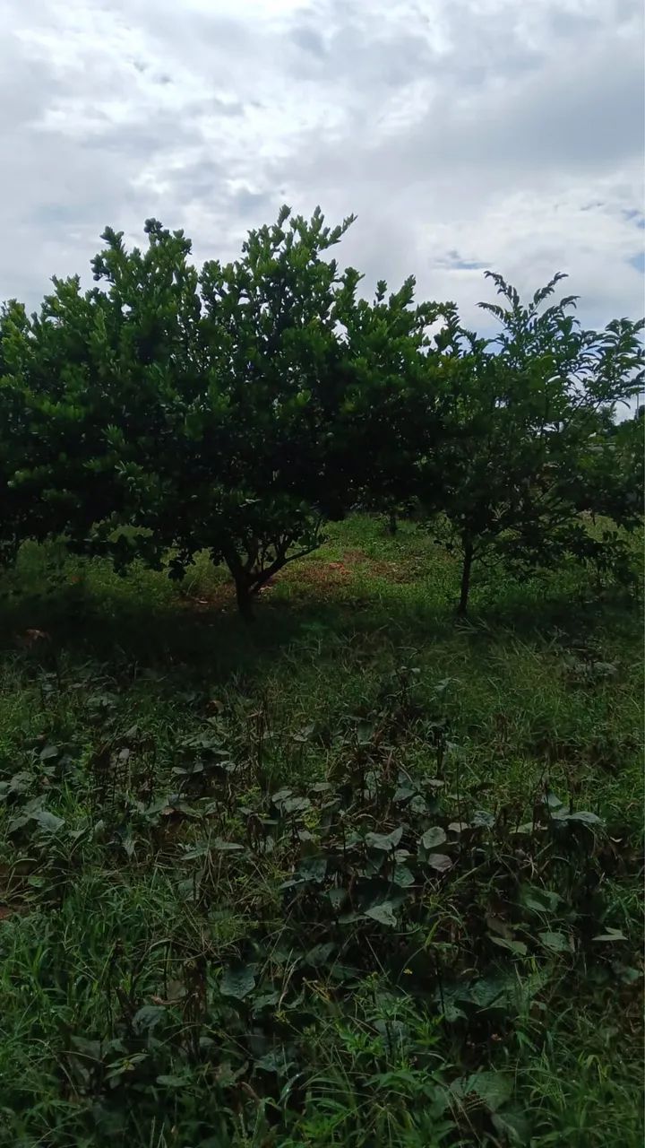 Vendo Chácara no Recanto das siriemas  - Foto 3