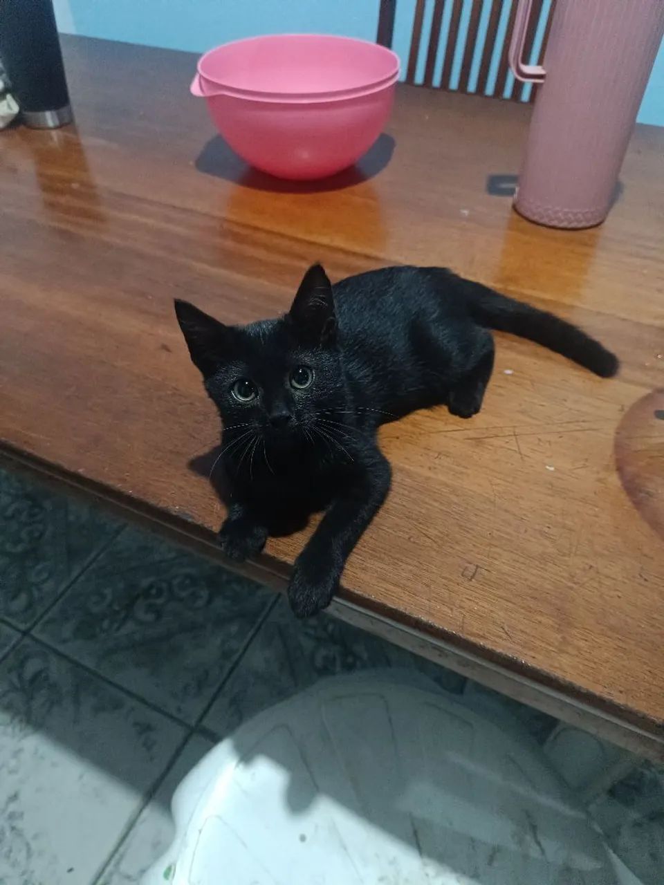 Doação de gatos  - Foto 2