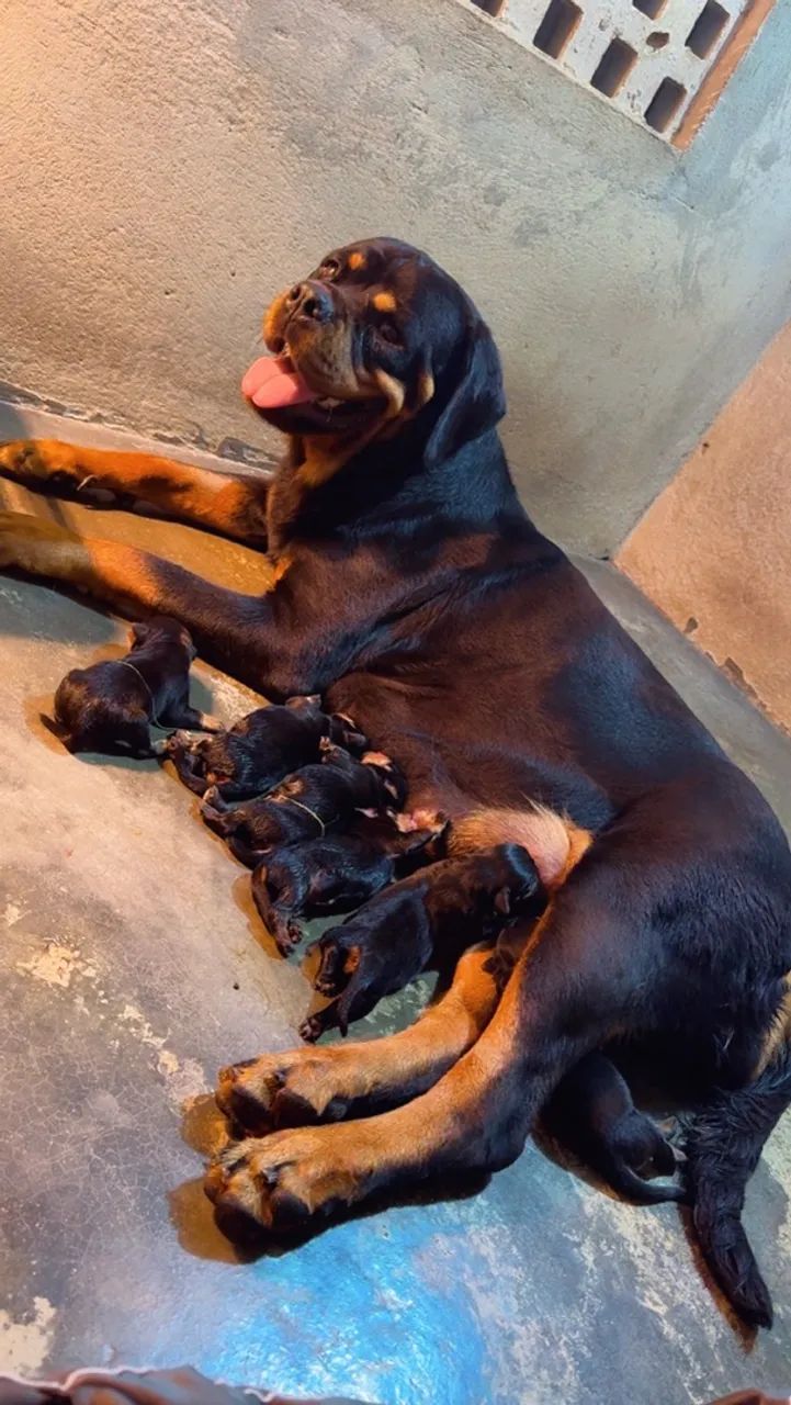 Rottweiler com pedigree. - Foto 5