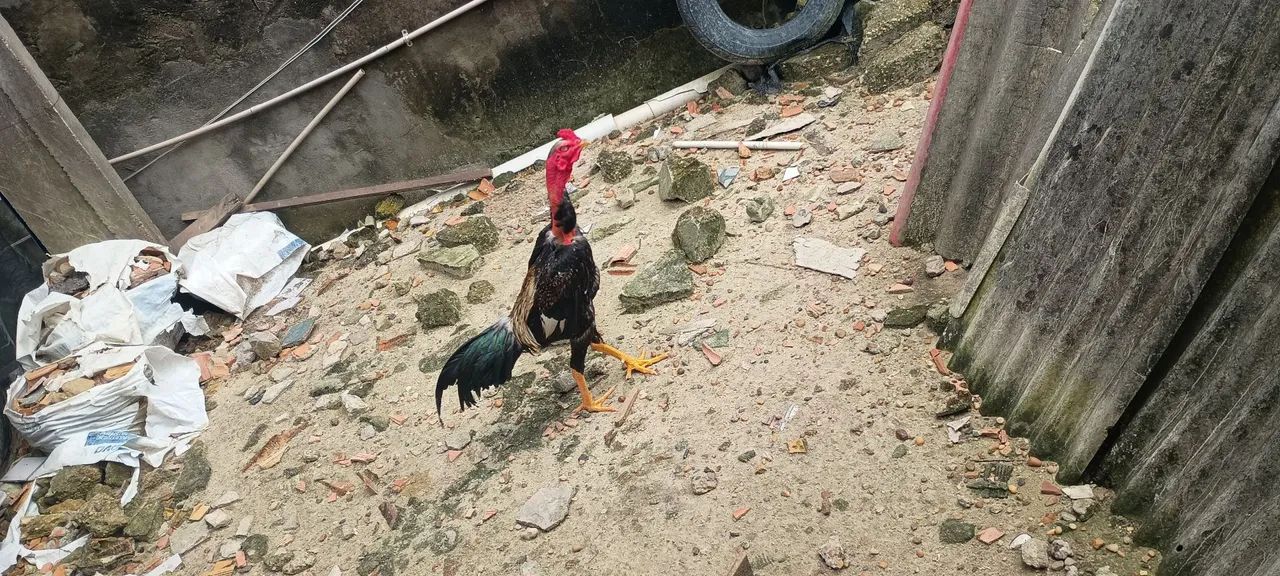 Frango polaco ótima procedência 