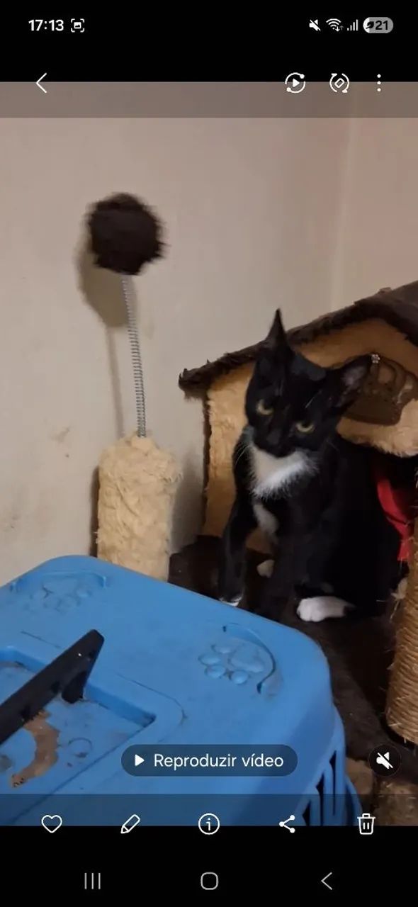 Gato doação  - Foto 2