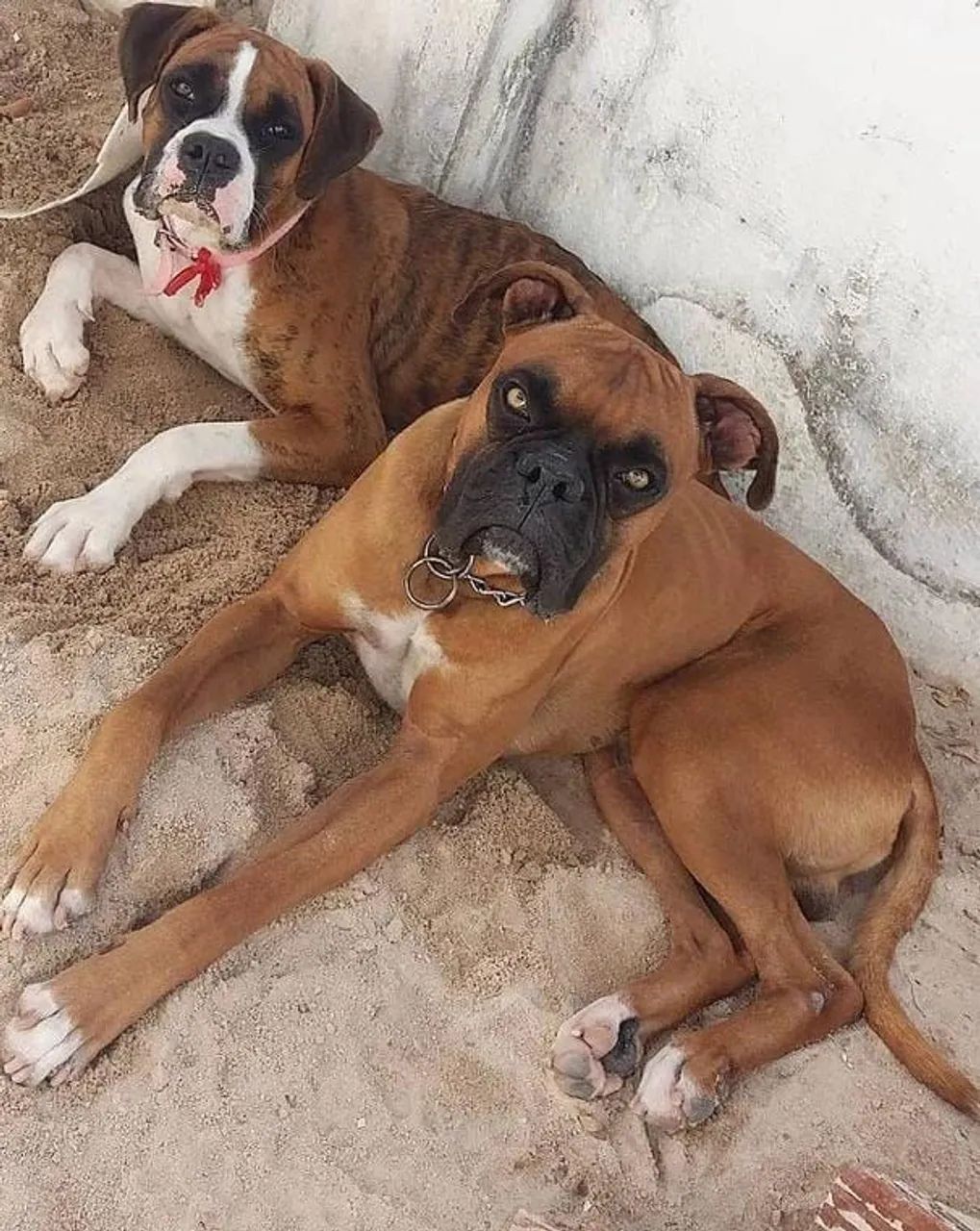 Boxer, Caes Filhotes com Pedigree  - Foto 3