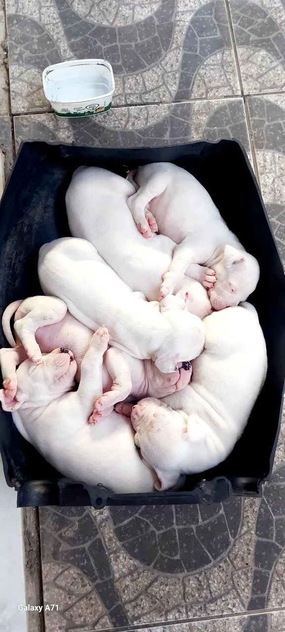 Dogo argentino top