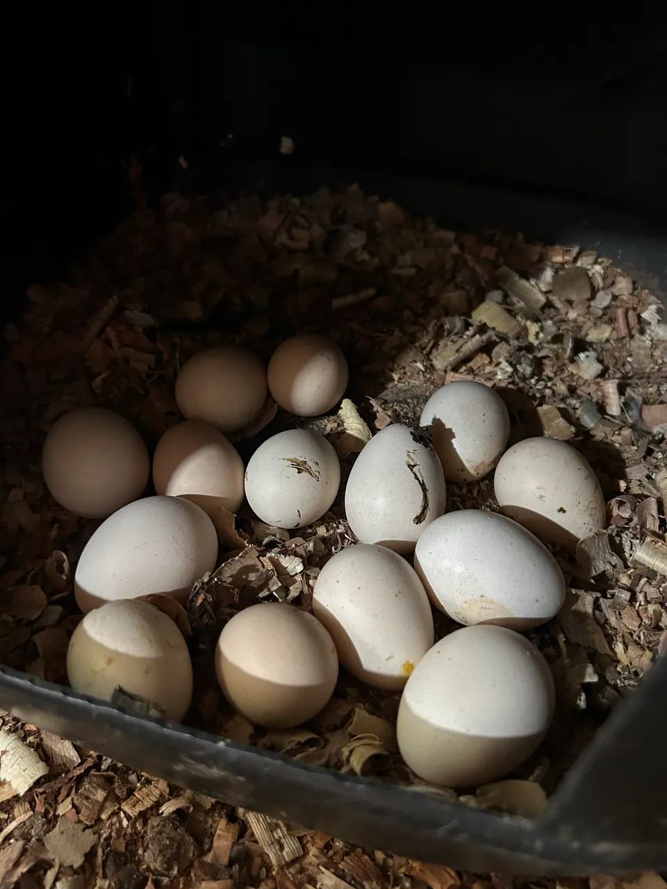 Vendo dúzias de ovos de Galize Black Mottled