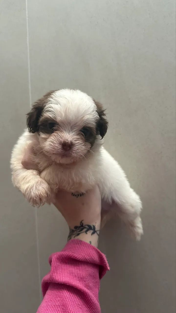 Shihtzu femea