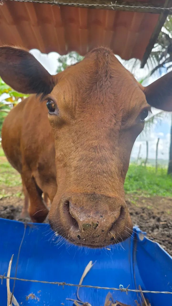 Vaca e Bezerra fêmea  - Foto 2